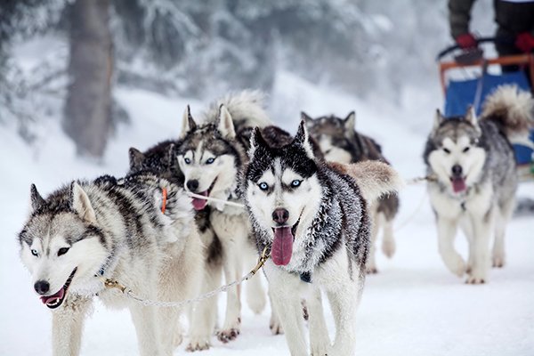 Chiens de traineau